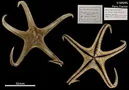 Persephonaster exquisitus (MNHN).