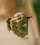 Pétiole d'un nid de guêpe.