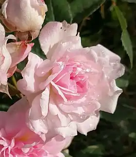 Image illustrative de l’article Petite Léonie