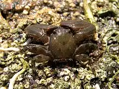 Petrolisthes japonicus.