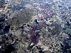 Récif de corail colonisé par Peyssonnelia sp.