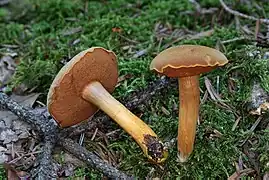 Chalciporus piperatus, le Bolet poivré, poivré.