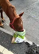 Tête d'un cheval roux le nez dans un sac.