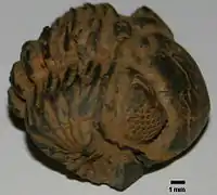 Phacops rana (en), un trilobite du Dévonien.