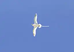 Phaéton à bec jaune ou «&nbsp;paille-en-queue&nbsp;»