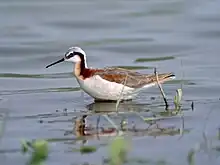 Phalarope de Wilson (Phalaropus tricolor)