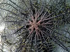 Centrodorsal grêle et sans cirrhes de P. gracilis