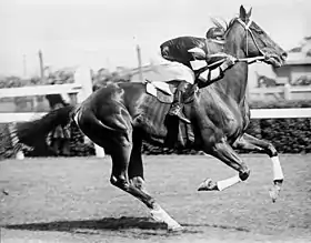 Image illustrative de l’article Phar Lap