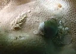 Phestilla minor (couple avec ponte)