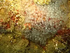 Colonie de Phoronis hippocrepia en Méditerranée.