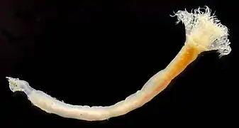 Phoronopsis harmeri sorti (artificiellement) de son tube.