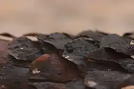 Conidiomes&nbsp;(en).