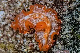 Un plathelminthe Phrikoceros cf. katoi