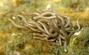 Phyllodesmium briareum.