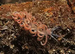 Phyllodesmium poindimiei.