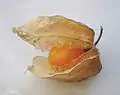 Le fruit d'un Physalis peruviana