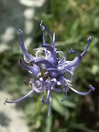 Raiponce hémisphérique