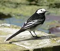 Bergeronnette de Yarrell,  Motacilla alba yarrellii.