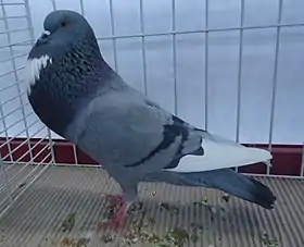 Boulant d'Alsace bleu barré.