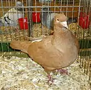 Carneau jaune à croupion blanc