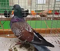 Cauchois bleu maillé rouge à bavette