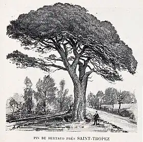 Le pin de Bertaud présenté dans un guide touristique à la fin du XIXe&nbsp;siècle.