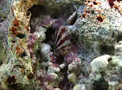 Pinctada imbricata radiata