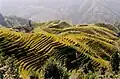 les rizières en terrasses
