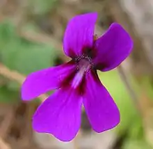 Photo d'une fleur de Pinguicula moranensis.