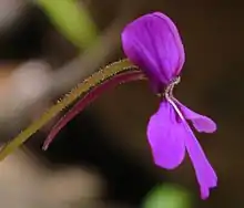 Photo d'une fleur de Pinguicula moranensis.