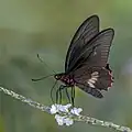 Parides eurimedes timias mâle