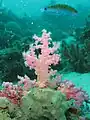 Corail mou rose nephteidae