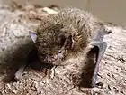 Pipistrellus nathusii (Vespertilionidae)