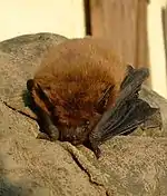 Pipistrelle