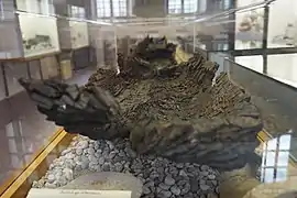 pirogue du IIe&nbsp;siècle, Musée d'art et d'histoire de Toul.