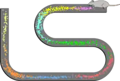 Modes de tir spatial de 8 cellules de lieu enregistrées à partir de la couche CA1 d'un rat. Le rat allait et venait le long d'une voie surélevée, s’arrêtant à chaque extrémité pour manger une petite récompense de nourriture. Les points indiquent les positions où les potentiels d'action ont été enregistrés, les couleurs indiquant quel neurone a émis le potentiel d'action.