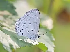 Celastrina lavendularis