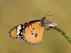 Revers d'un mâle, reconnaissable à la tache noire supplémentaire à l'aile postérieure.