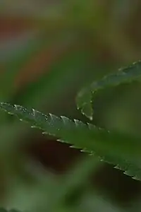 Détail d'une feuille d'Achillée Sternutatoire, on remarquera les bords dentés