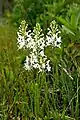 Platanthère à gorge frangée (Platanthera blephariglottis)