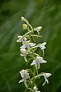 Orchis des montagnes, La Bresse.