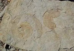 Empreintes d'ammonites