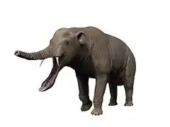 Platybelodon (Gomphotheriidae)