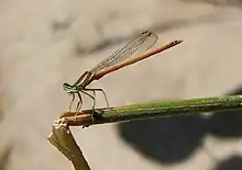 Agrion orangé