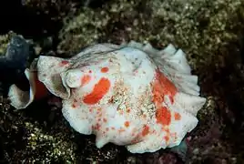 Platydoris formosa.