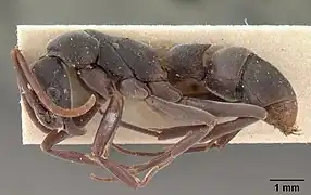 Platythyrea bicuspis casent0102004 profil.