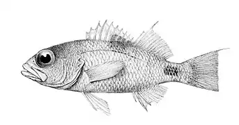 Plectranthias maculicauda.