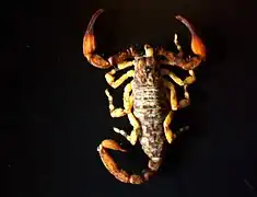 Plesiochactas vasquezi