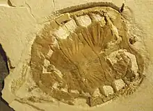 Fossile de Plesiochelys.