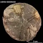 Plesiozonus diomedeae.